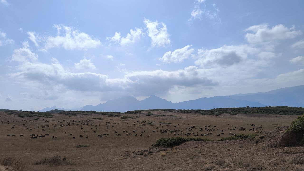 samarra