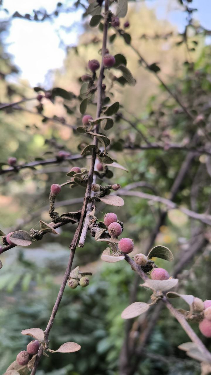 college_of_agriculture_natural_resources_of_university_of_tehran