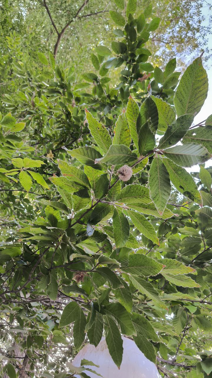 college_of_agriculture_natural_resources_of_university_of_tehran