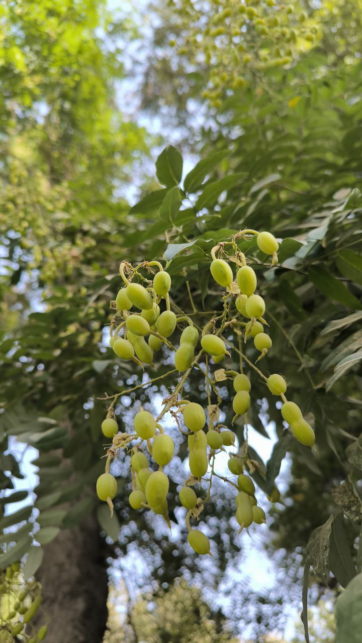 college_of_agriculture_natural_resources_of_university_of_tehran