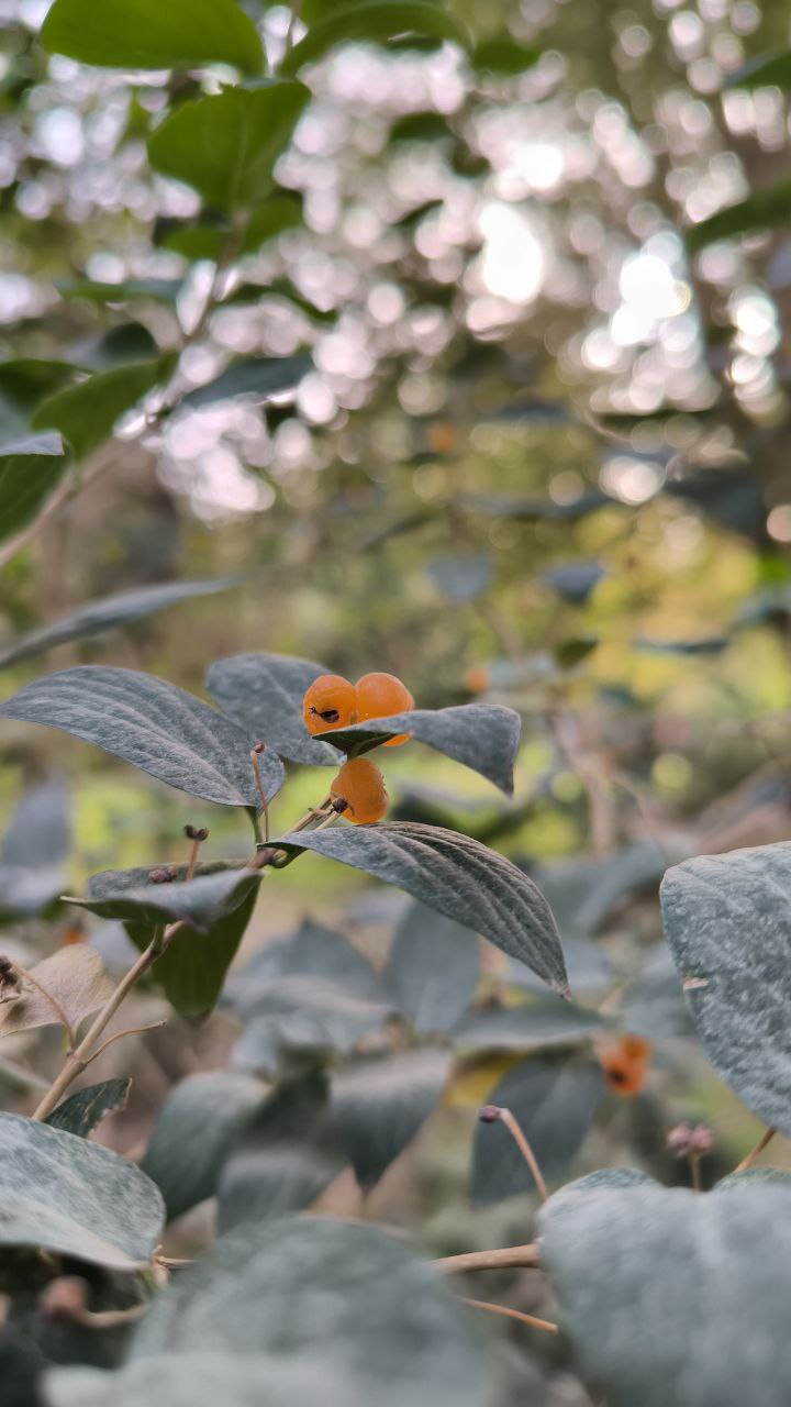 college_of_agriculture_natural_resources_of_university_of_tehran