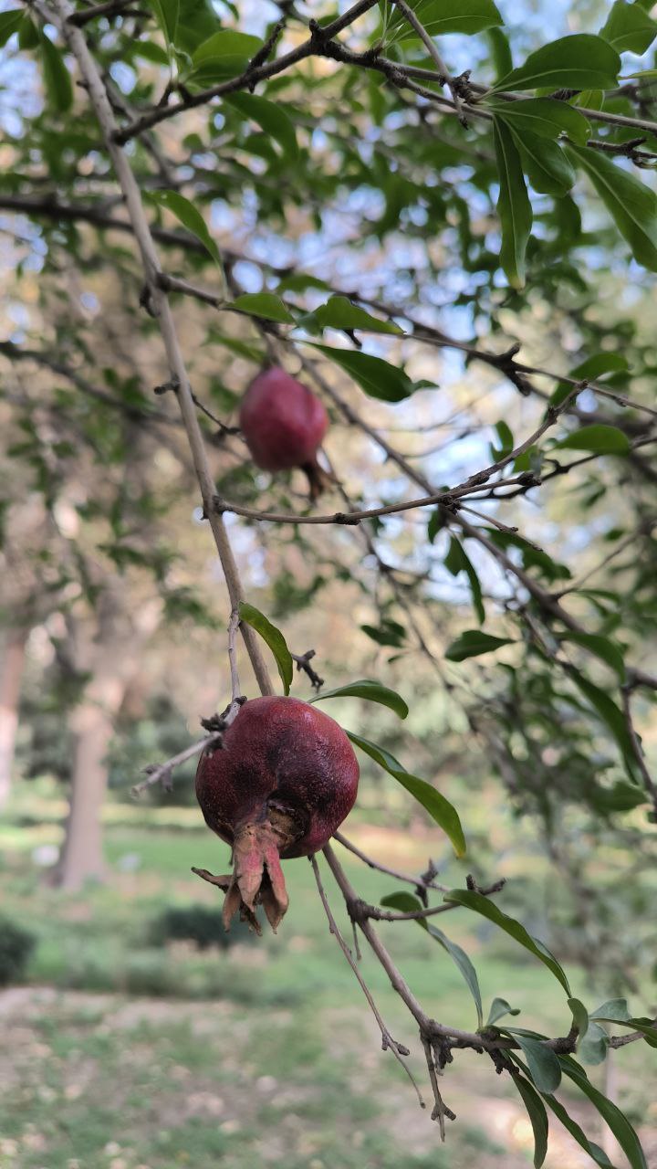 college_of_agriculture_natural_resources_of_university_of_tehran