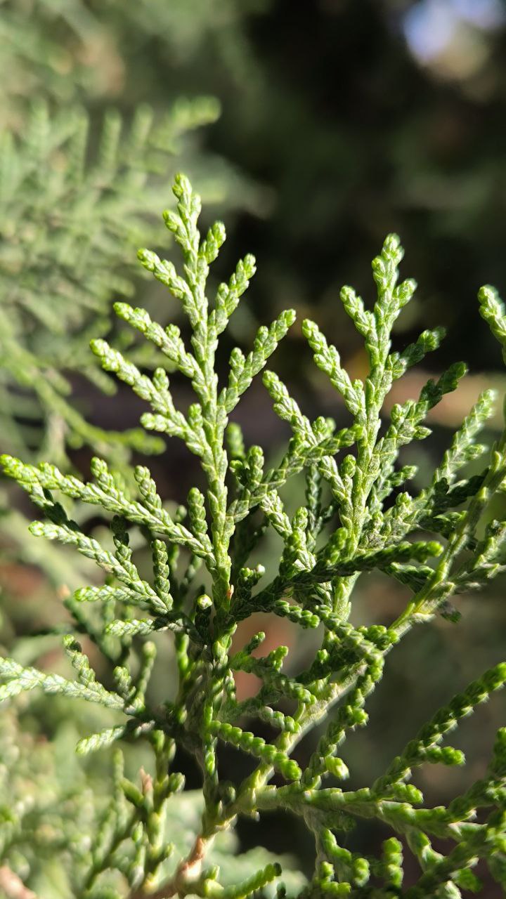 national_botanical_garden_of_iran