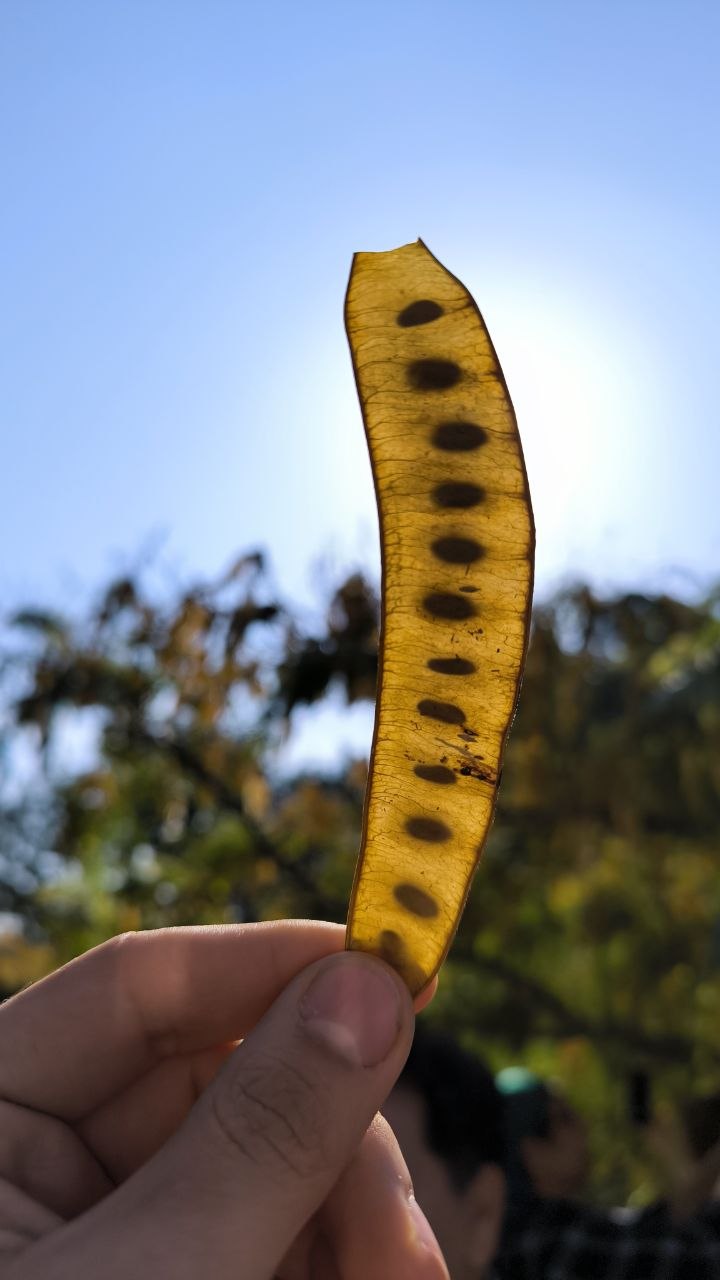 national_botanical_garden_of_iran