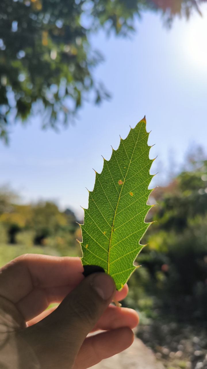 national_botanical_garden_of_iran