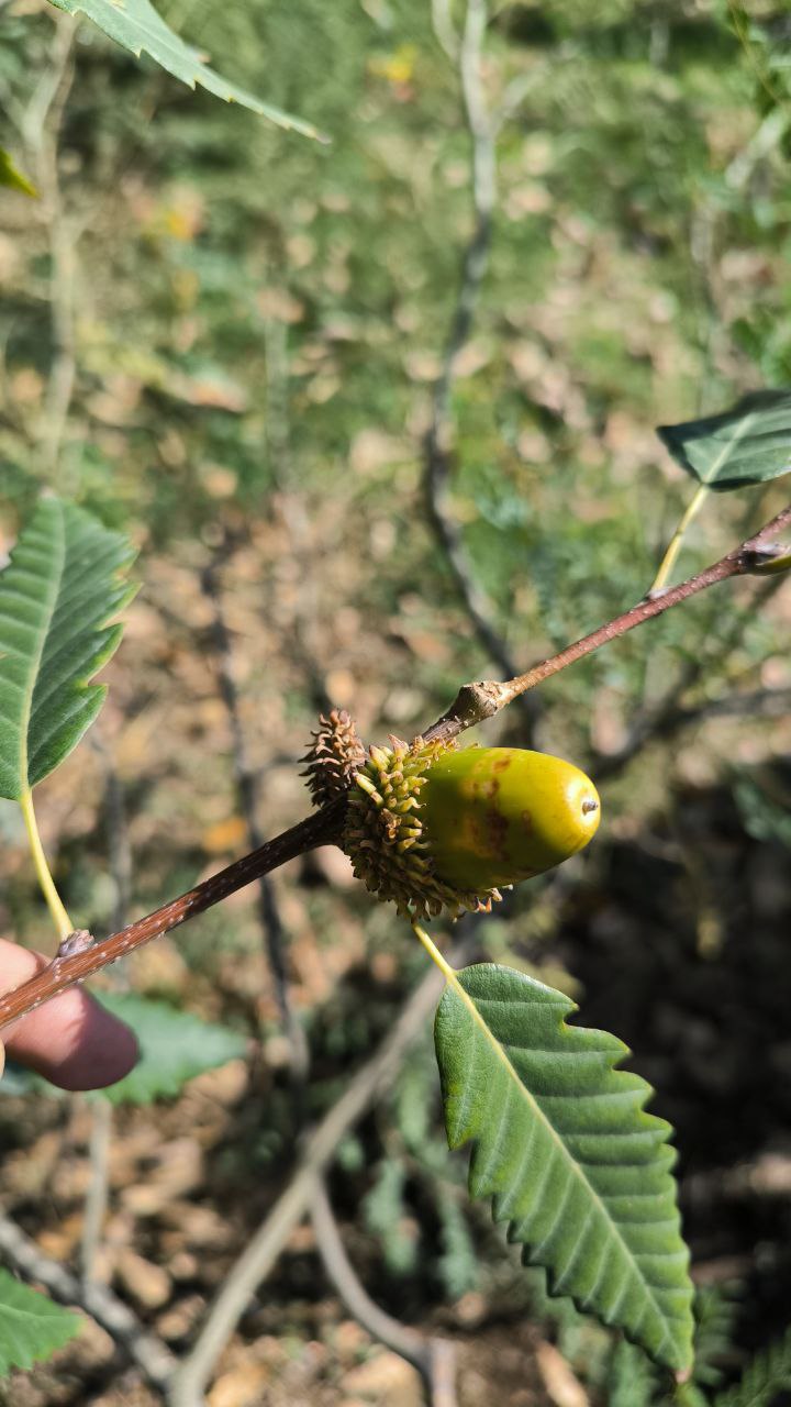 national_botanical_garden_of_iran
