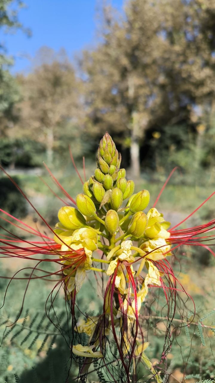 national_botanical_garden_of_iran