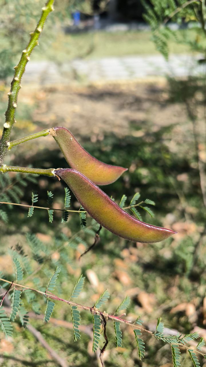 national_botanical_garden_of_iran