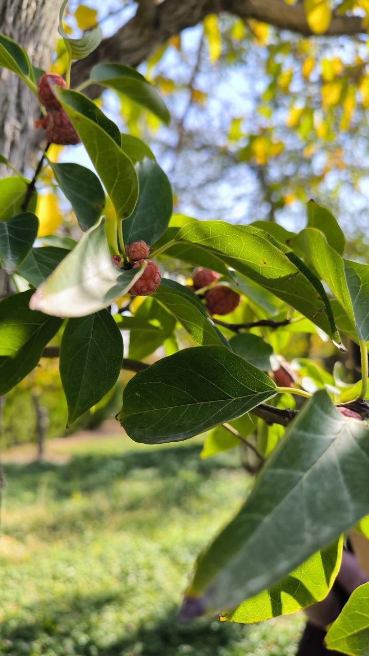 national_botanical_garden_of_iran