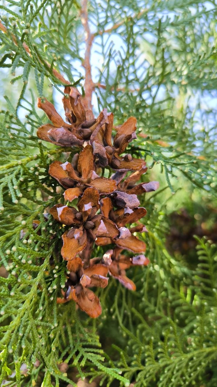 national_botanical_garden_of_iran