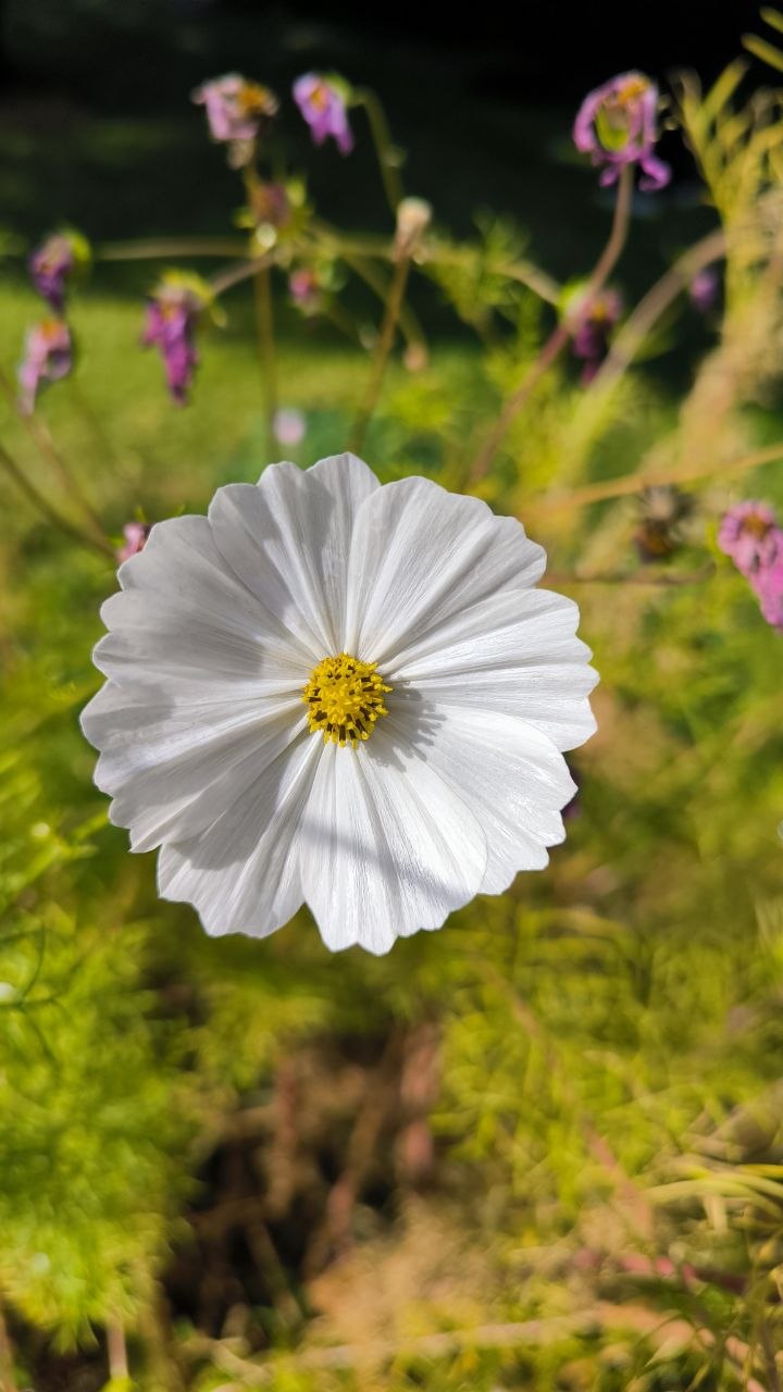 national_botanical_garden_of_iran