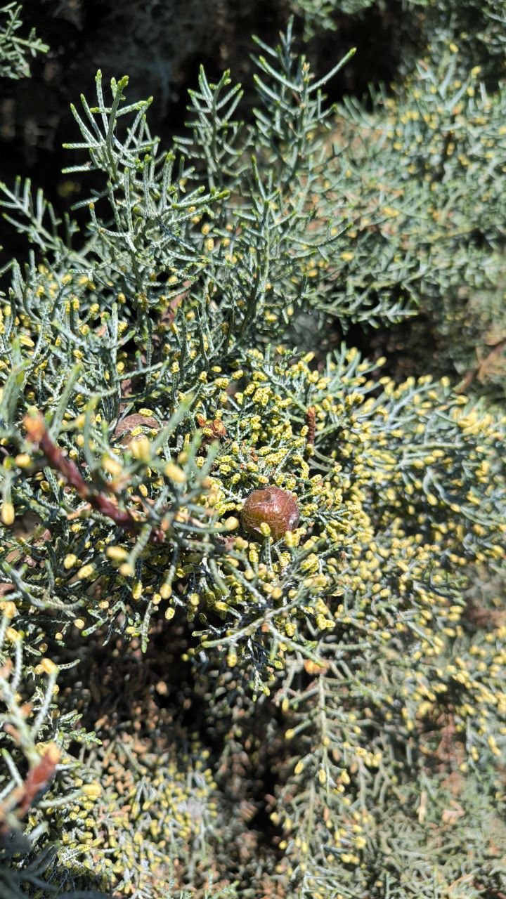 national_botanical_garden_of_iran