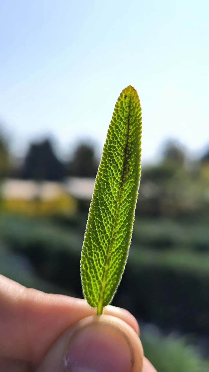 national_botanical_garden_of_iran