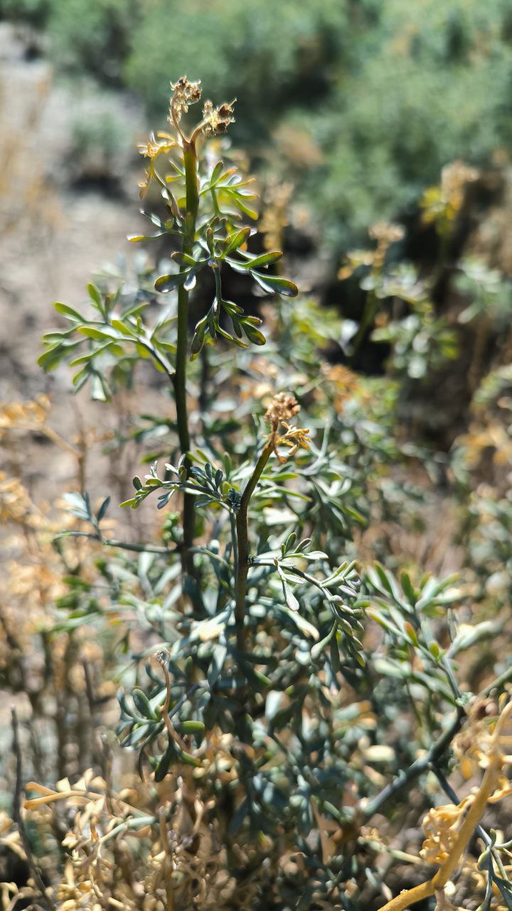national_botanical_garden_of_iran