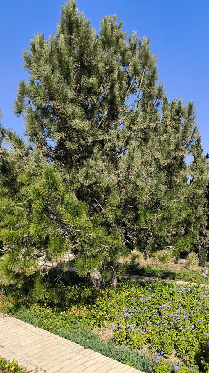 national_botanical_garden_of_iran