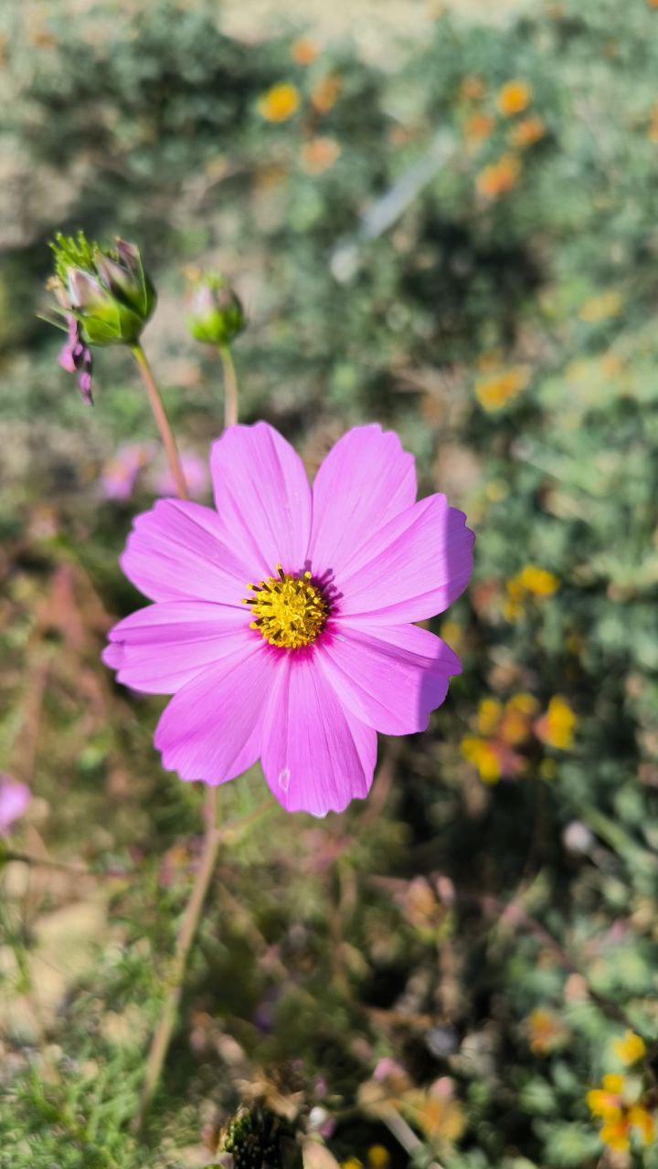 national_botanical_garden_of_iran