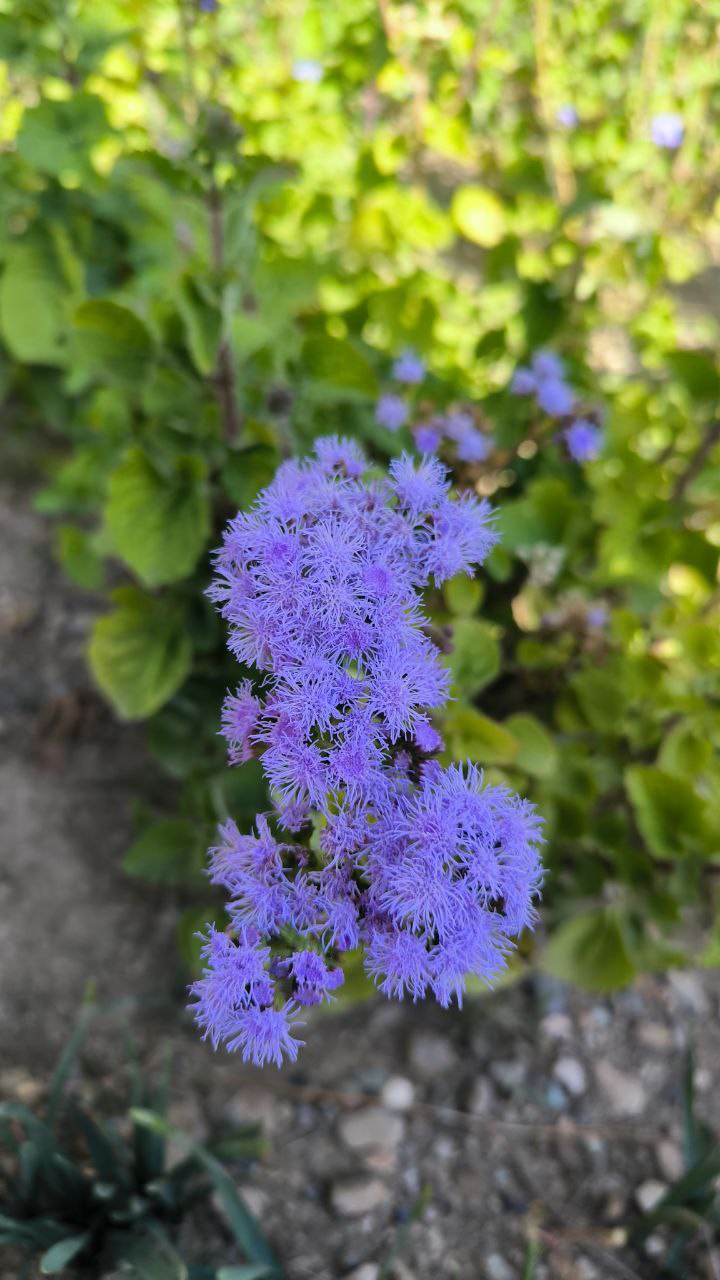 national_botanical_garden_of_iran