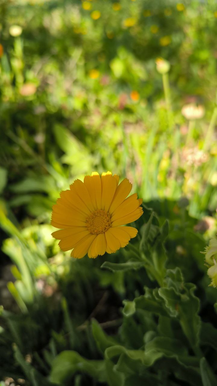national_botanical_garden_of_iran