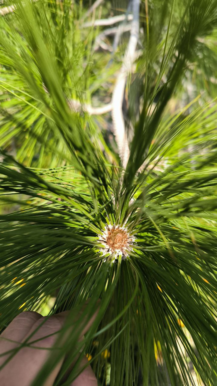 national_botanical_garden_of_iran