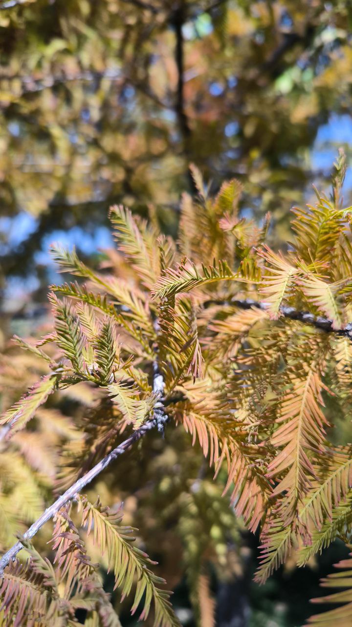 national_botanical_garden_of_iran