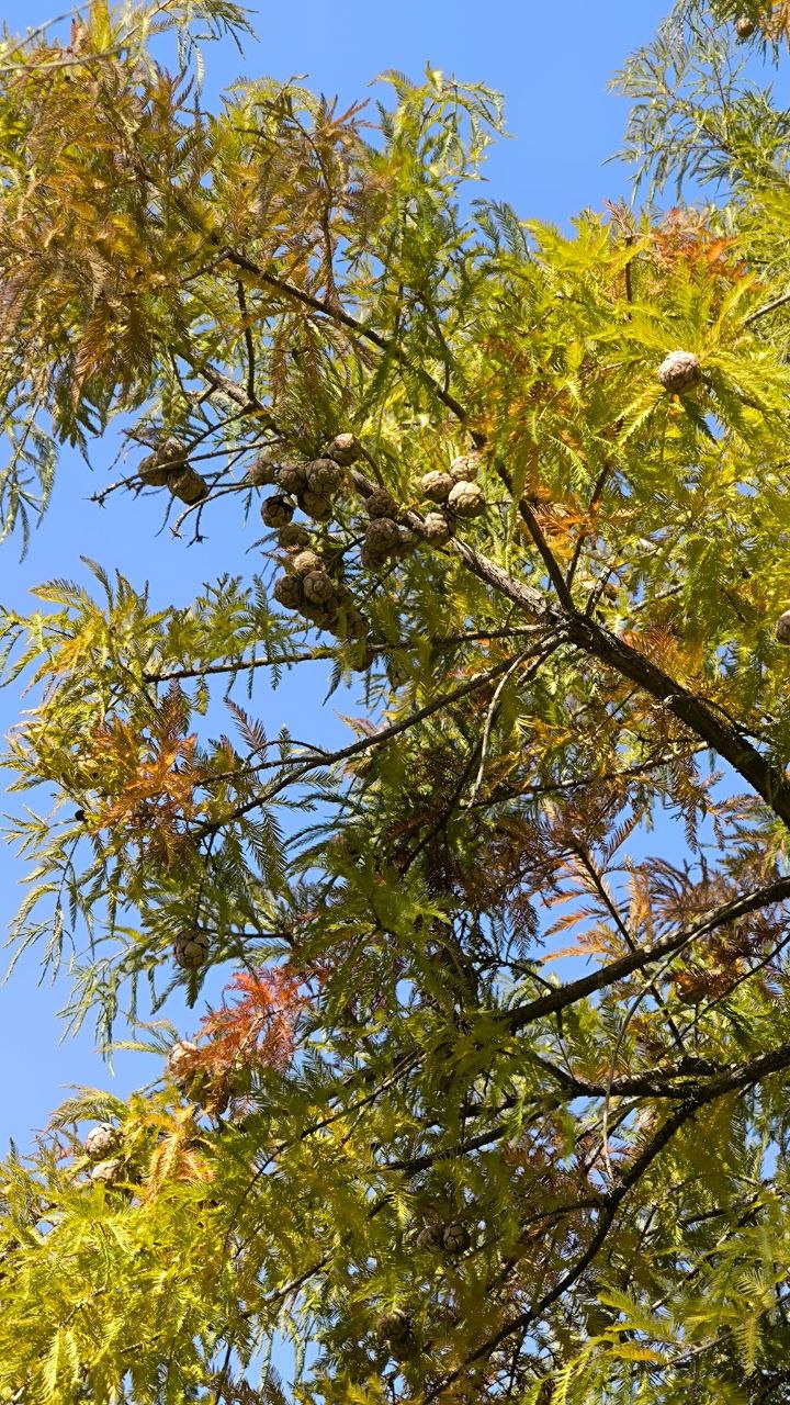 national_botanical_garden_of_iran