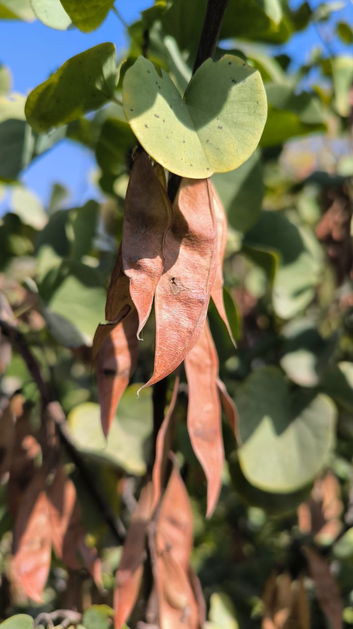 national_botanical_garden_of_iran