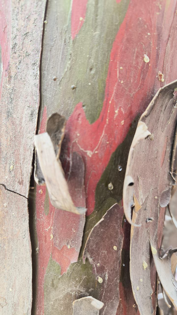 national_botanical_garden_of_iran