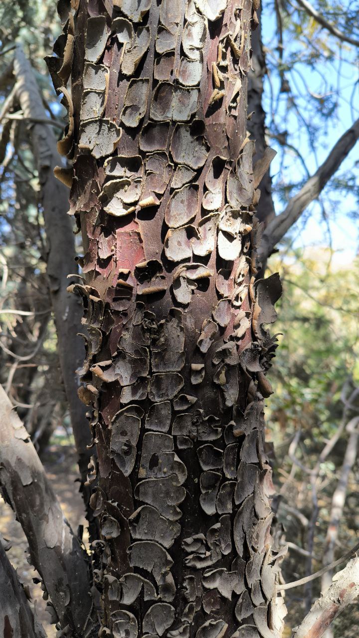 national_botanical_garden_of_iran