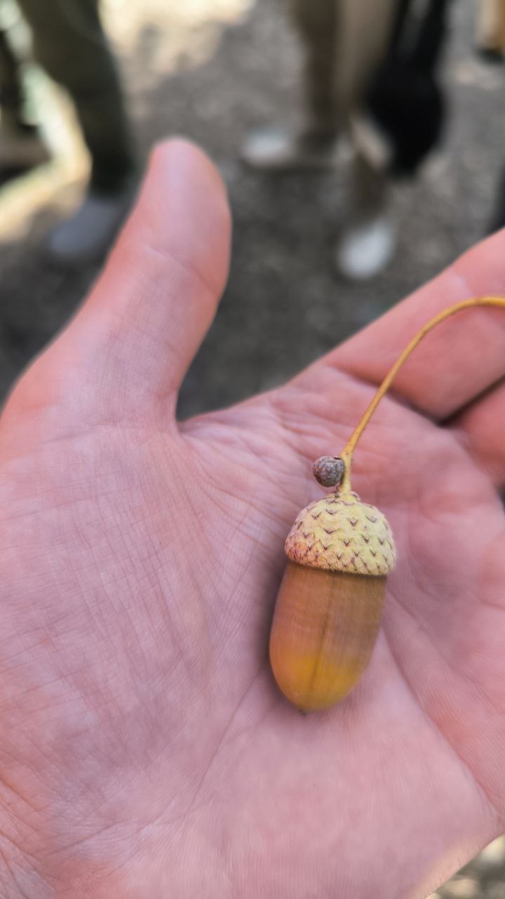 national_botanical_garden_of_iran