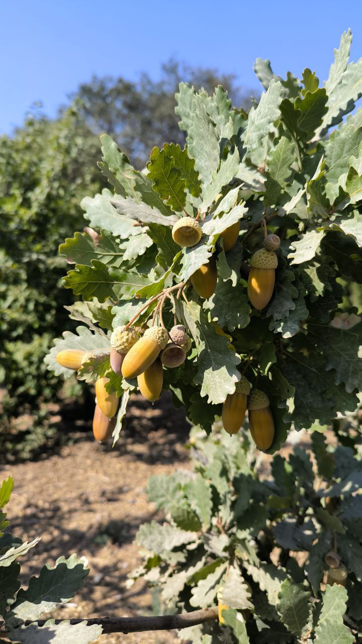 national_botanical_garden_of_iran