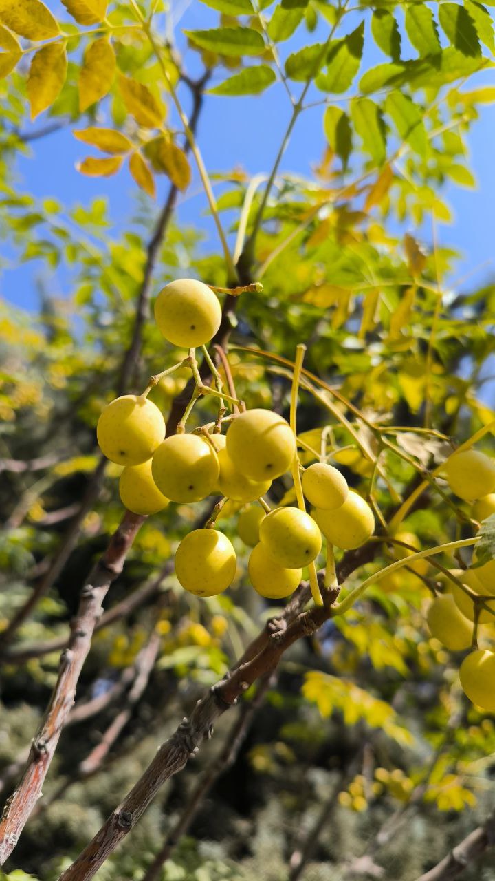 national_botanical_garden_of_iran