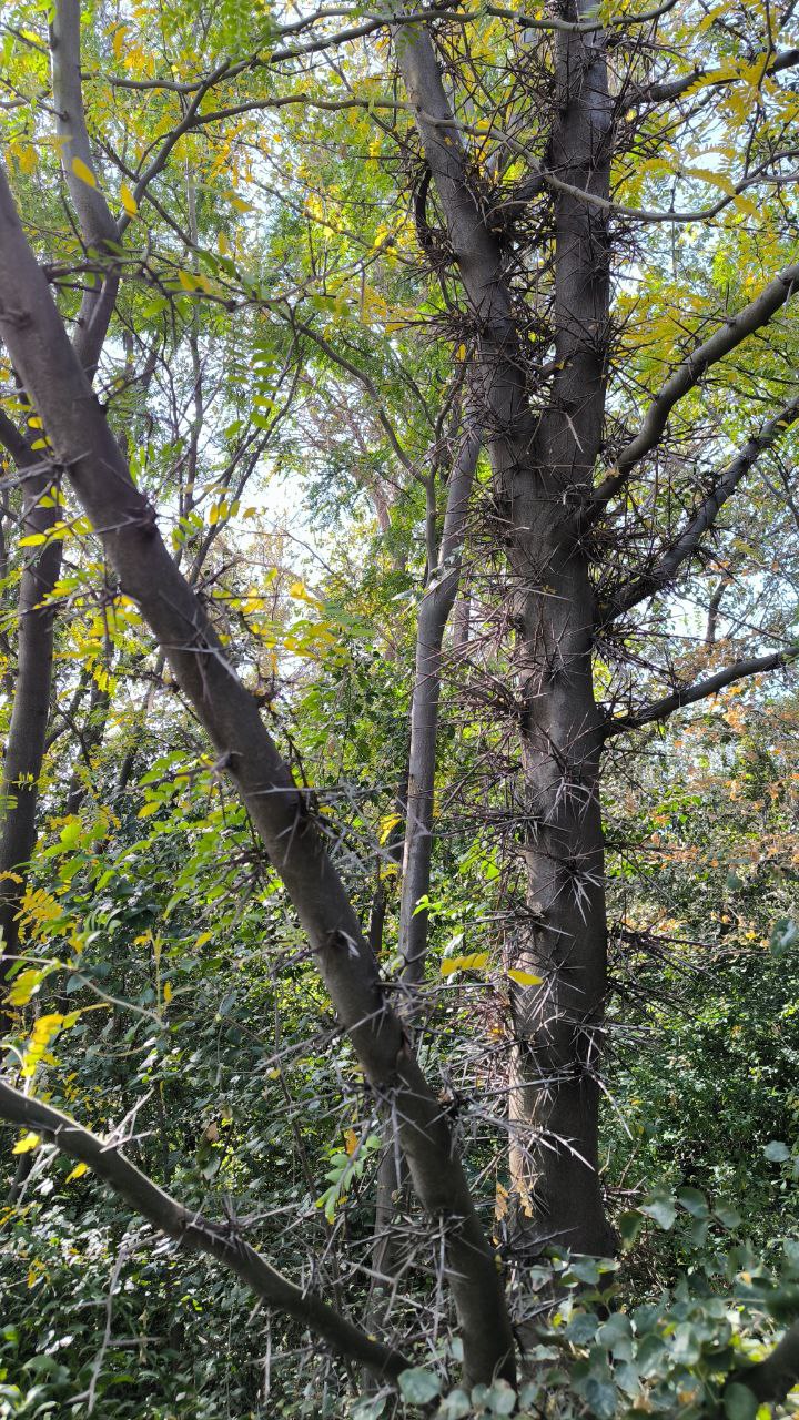 national_botanical_garden_of_iran