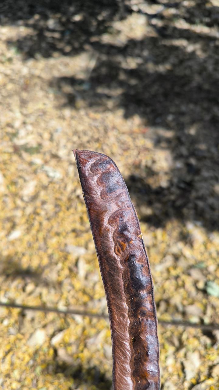 national_botanical_garden_of_iran