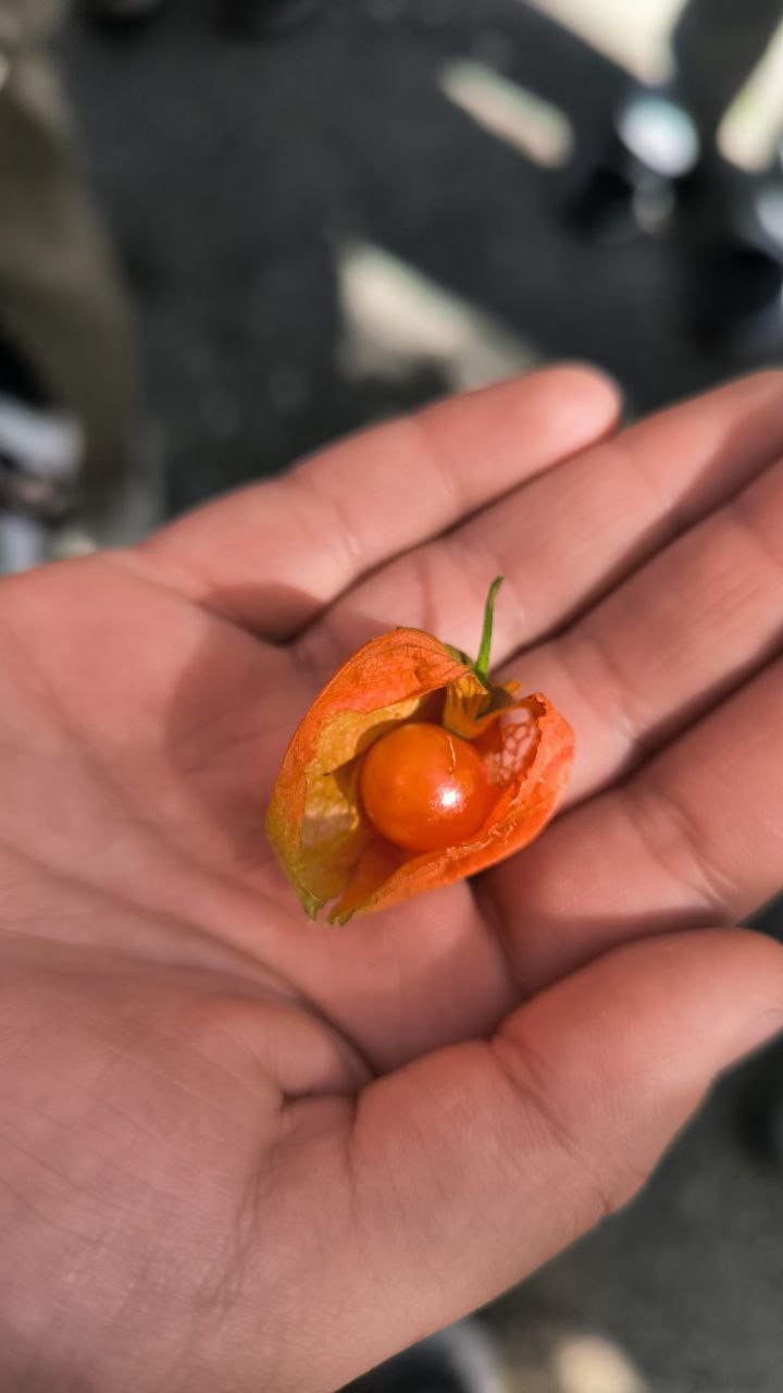 national_botanical_garden_of_iran