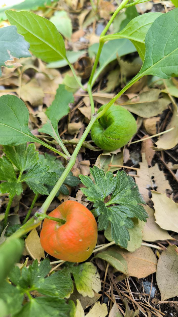 national_botanical_garden_of_iran