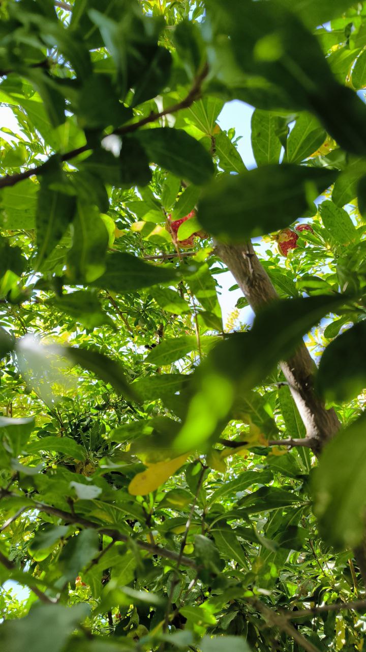 national_botanical_garden_of_iran