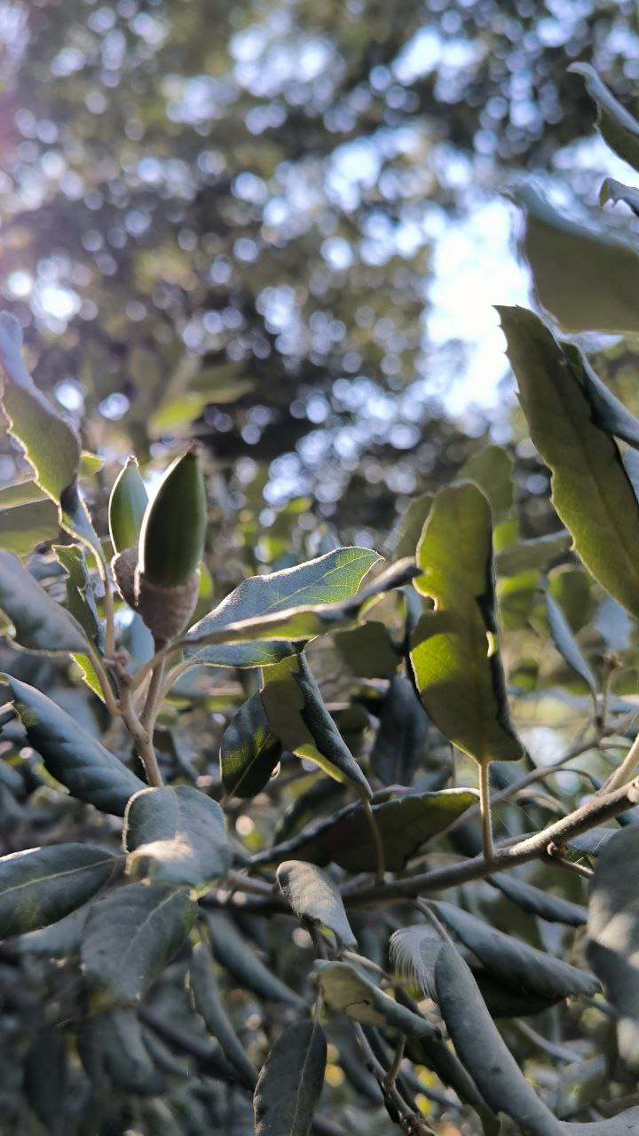 national_botanical_garden_of_iran