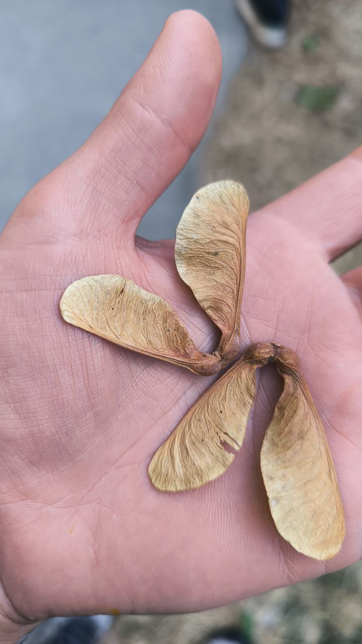 national_botanical_garden_of_iran