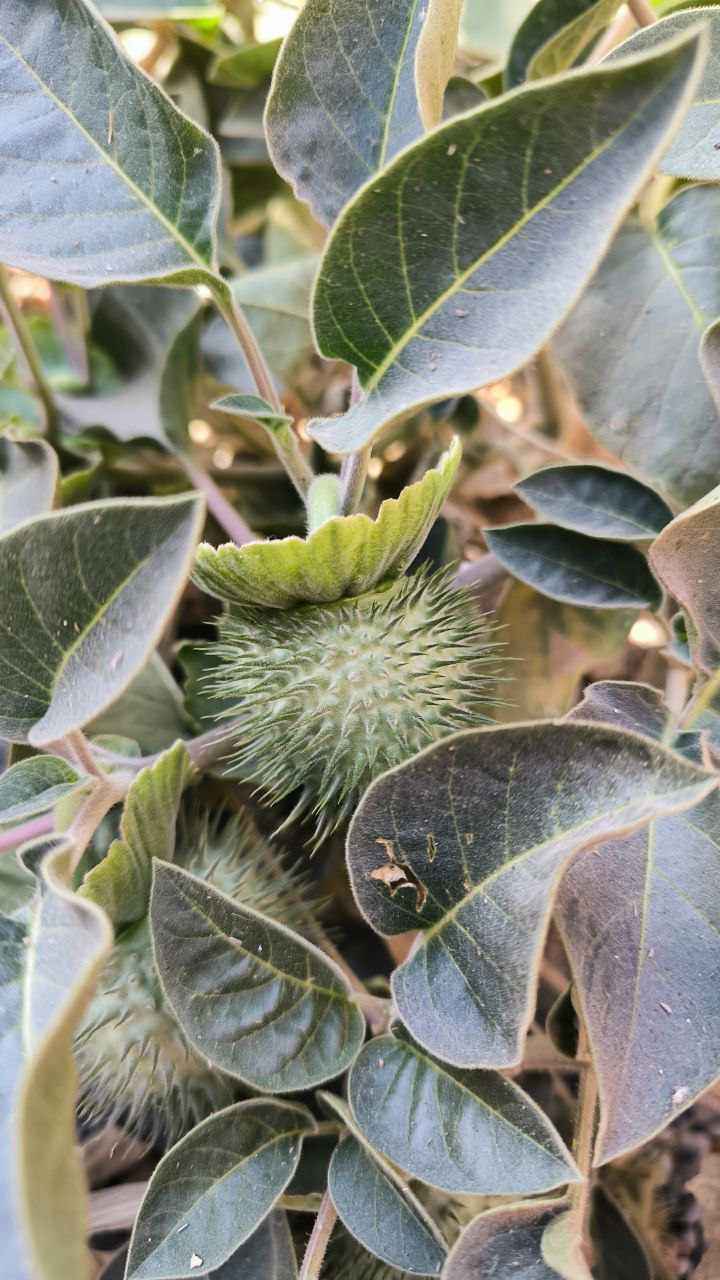 national_botanical_garden_of_iran