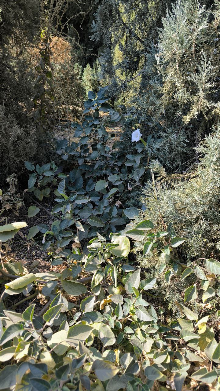 national_botanical_garden_of_iran