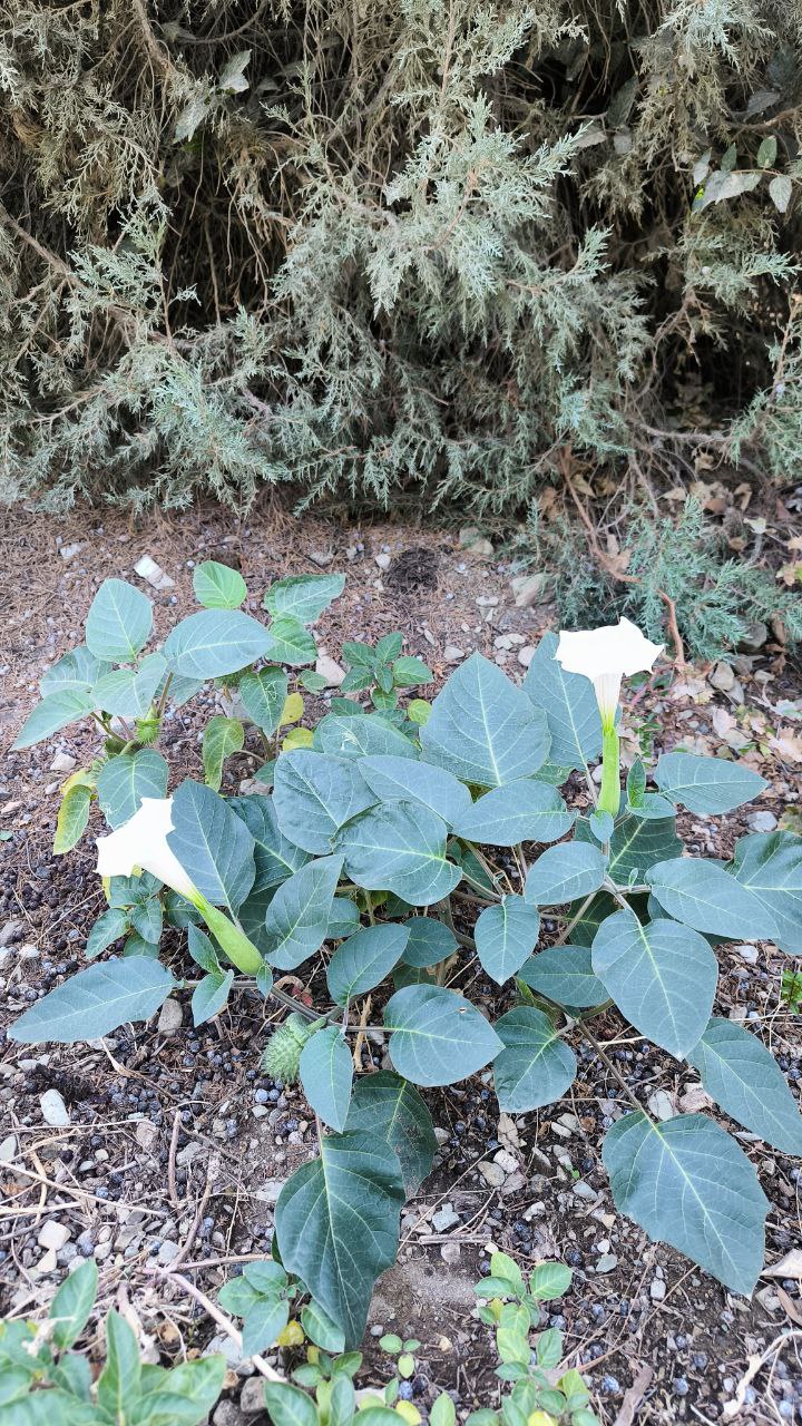 national_botanical_garden_of_iran