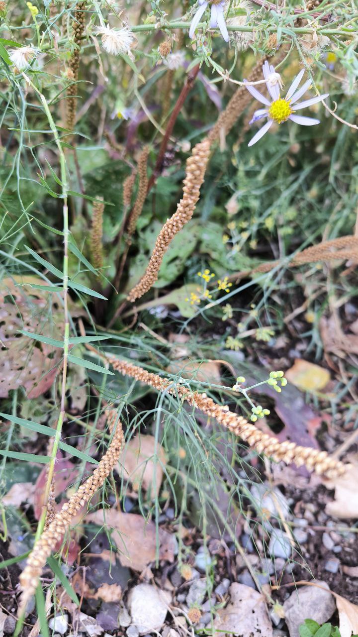 national_botanical_garden_of_iran