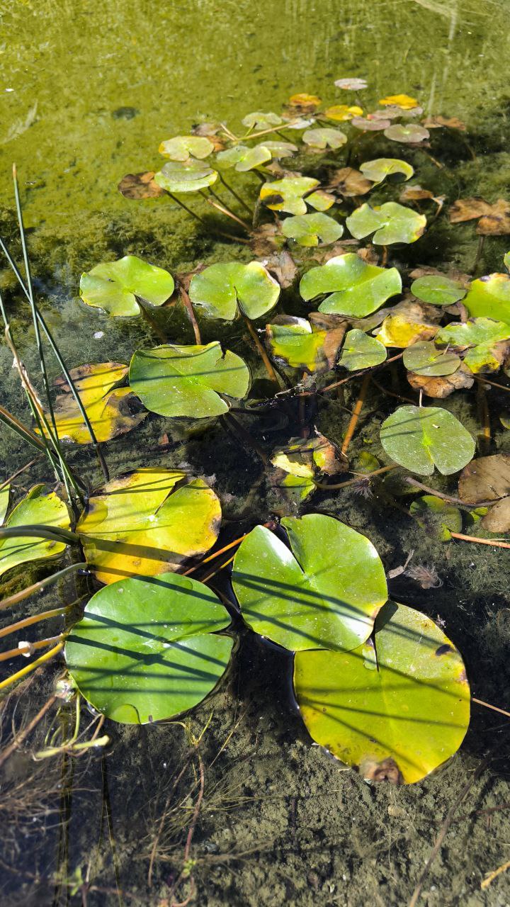 national_botanical_garden_of_iran