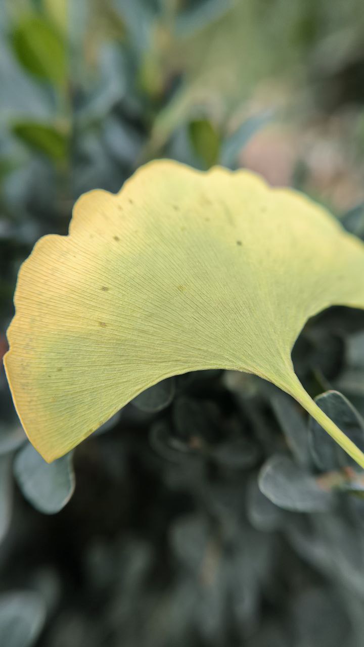 college_of_agriculture_natural_resources_of_university_of_tehran