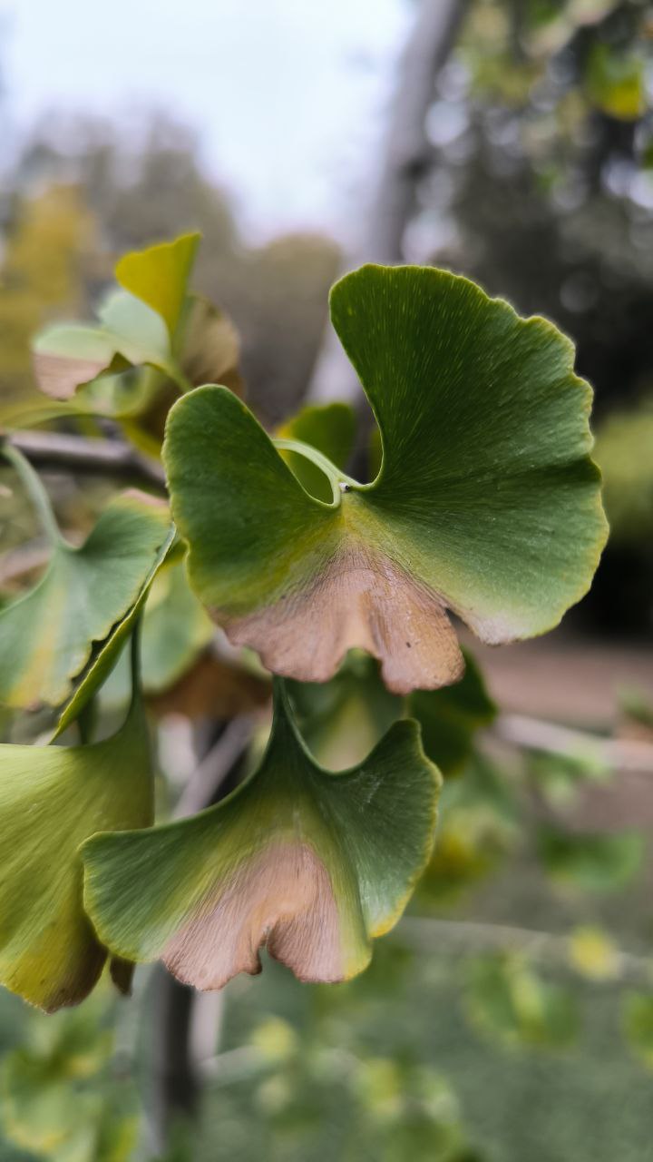 college_of_agriculture_natural_resources_of_university_of_tehran