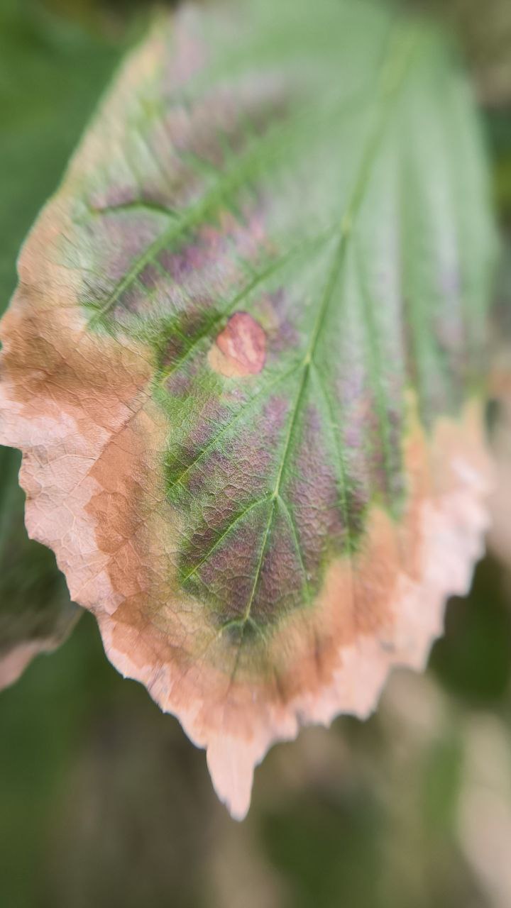 college_of_agriculture_natural_resources_of_university_of_tehran