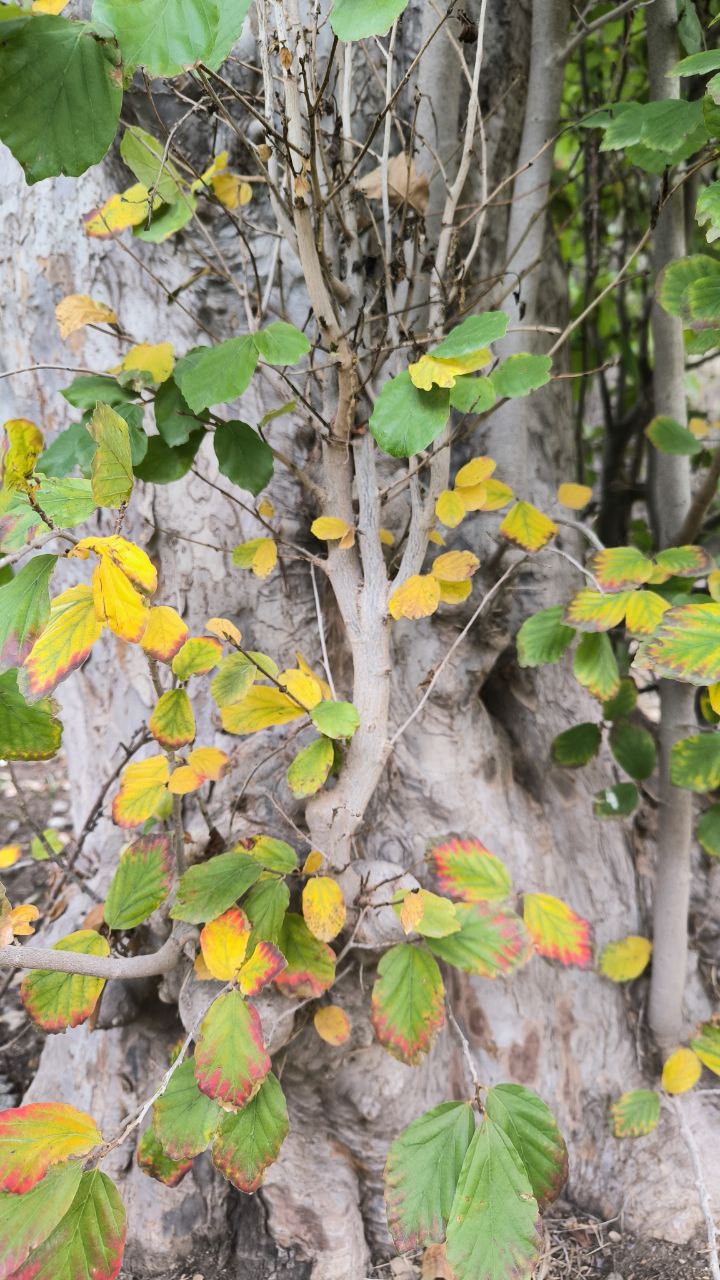 college_of_agriculture_natural_resources_of_university_of_tehran