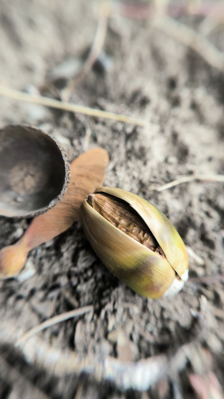 college_of_agriculture_natural_resources_of_university_of_tehran