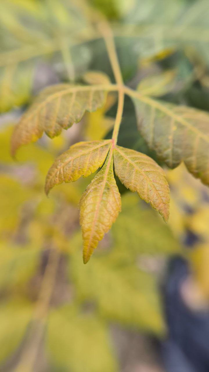 college_of_agriculture_natural_resources_of_university_of_tehran