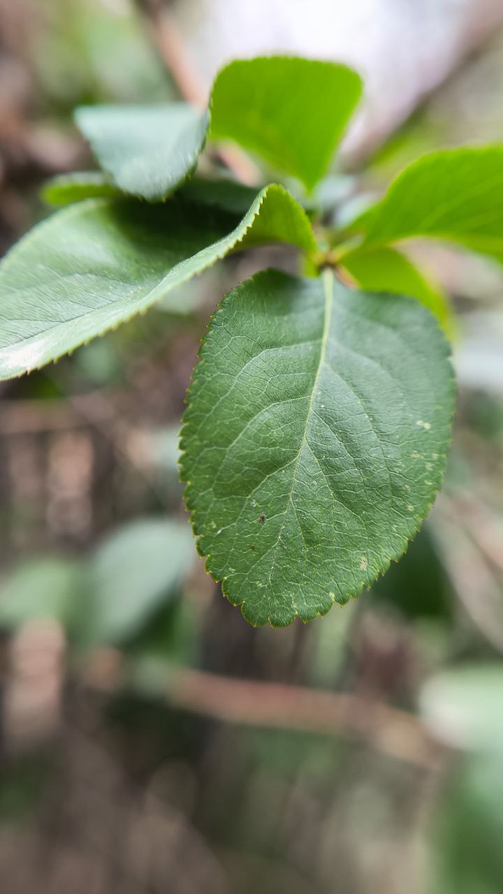 college_of_agriculture_natural_resources_of_university_of_tehran